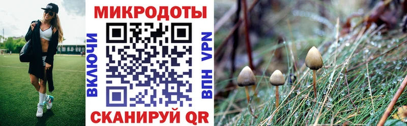 Псилоцибиновые грибы Psilocybe  Чердынь 
